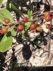 Vaccinium tenellum