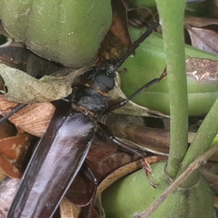 Derobrachus longicornis