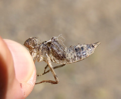 Libellula luctuosa