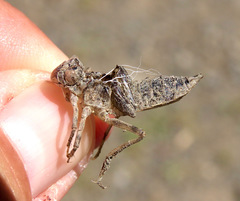 Libellula luctuosa
