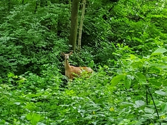 Odocoileus virginianus