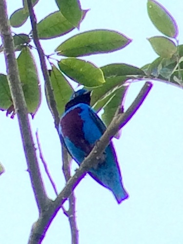 Lovely Cotinga (Cotinga amabilis), photo 10
