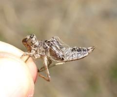 Libellula luctuosa