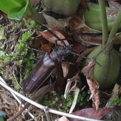 Derobrachus longicornis