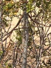 Urosaurus graciosus