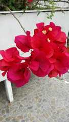 Bougainvillea