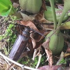 Derobrachus longicornis