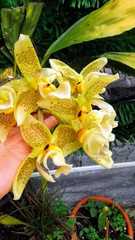 Stanhopea