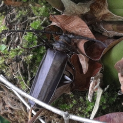 Derobrachus longicornis