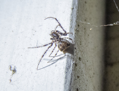 Australomimetus sennio