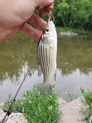 Morone mississippiensis