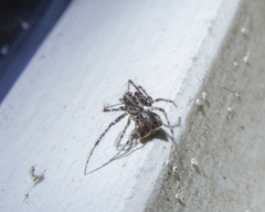 Australomimetus sennio