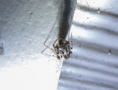 Australomimetus sennio