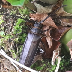 Derobrachus longicornis