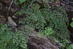 Adiantum shastense