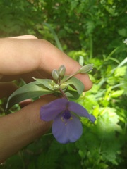 Tradescantia ohiensis