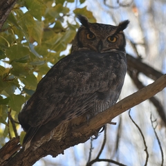 Bubo virginianus magellanicus