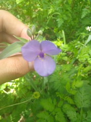 Tradescantia ohiensis
