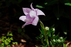 Platycodon grandiflorus
