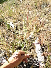 Thysanocarpus curvipes