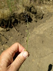 Thysanocarpus curvipes