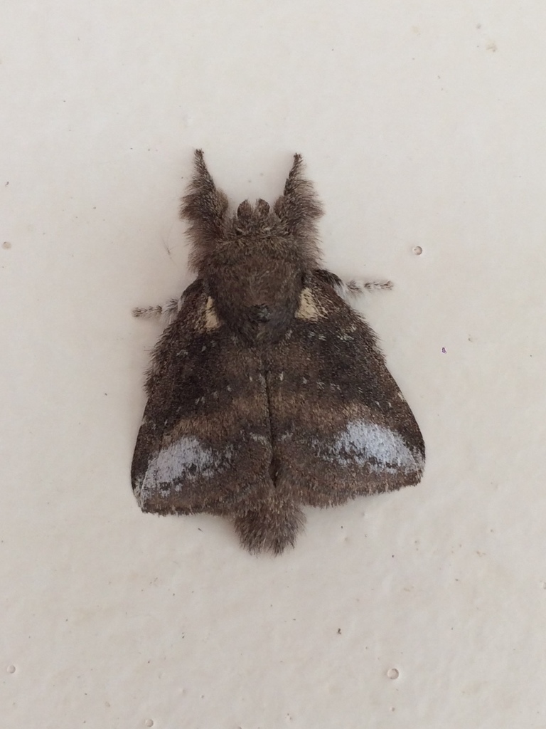 Euglyphis albidula