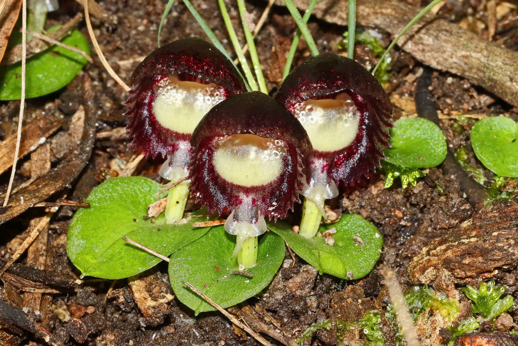 Helmet orchids (Genus Corybas) · iNaturalist