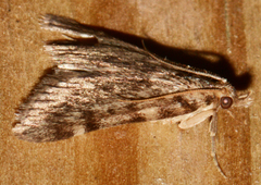Aglossa pinguinalis