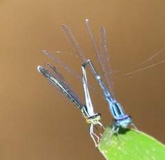 Enallagma exsulans