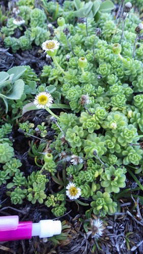 dune tetramolopium (Tetramolopium rockii)