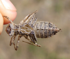 Libellula luctuosa