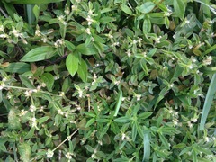 Alternanthera paronychioides