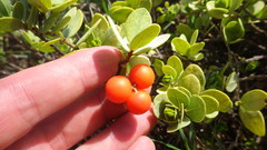 Wikstroemia uva-ursi