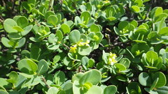 Wikstroemia uva-ursi