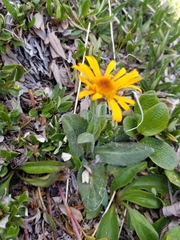 Tephroseris lindstroemii