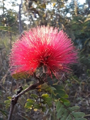 Calliandra dysantha