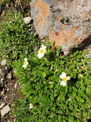Dryas octopetala