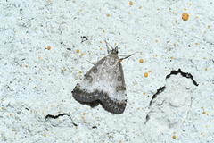 Udea inquinatalis