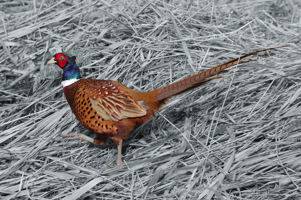 Unexpected Plants and Animals of Indiana: Ring-necked Pheasant