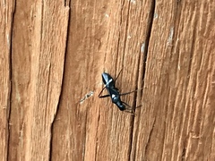 Pseudoxenetus regalis