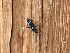 Pseudoxenetus regalis