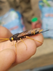 Urocerus flavicornis