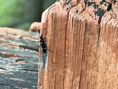 Pseudoxenetus regalis