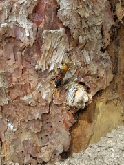 Urocerus flavicornis