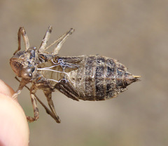Libellula luctuosa