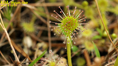 Drosera rotundifolia
