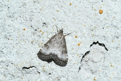 Udea inquinatalis