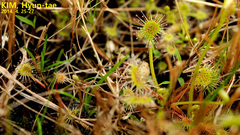 Drosera rotundifolia