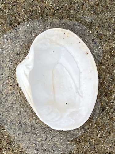 White Venus