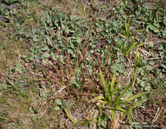 Luzula orestera
